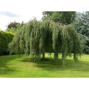 Breza previsnutá (Betula Alba pendula) ´YOUNGII´ - výška 200-250 cm, obvod kmeňa: 14/16 cm, kont. C90L - NA KMIENKU